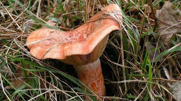 Willa Ca La Pauleta Sant Hilari Sacalm Zewnętrze zdjęcie